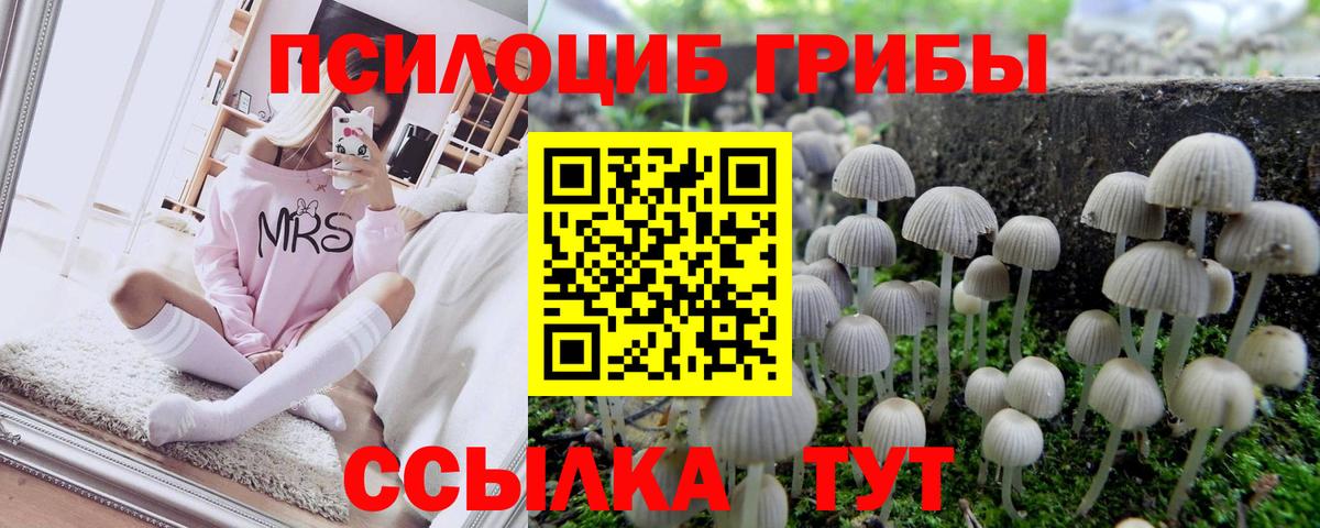 Галлюциногенные грибы Psilocybine cubensis Черкесск